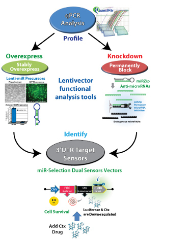 MicroRNA Research