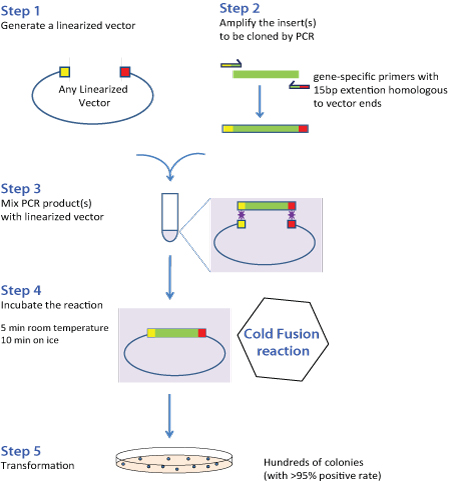 COLD FUSION FLOWCHART