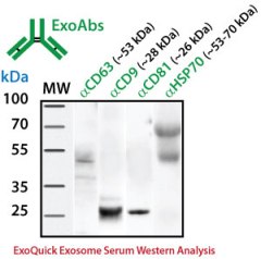ExoAb_Western