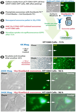 ExoQuick exosomes can be transfered between cells