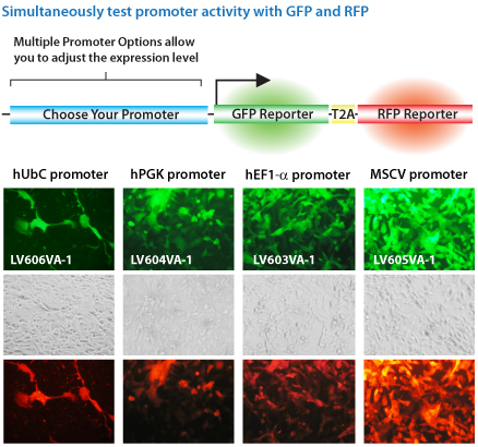 Lentivirus Positive Transduction Controls