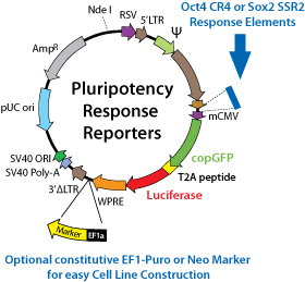Pluripotency