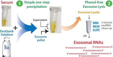 Precipitate serum exosomes and purify exoRNAs