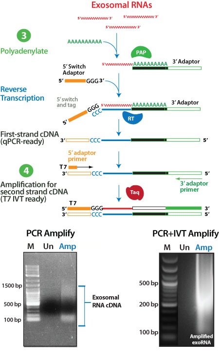 Tail exoRNAs and synthesize double-tagged cDNA