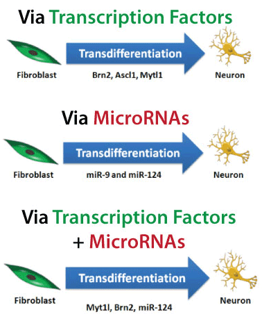 transcription factors