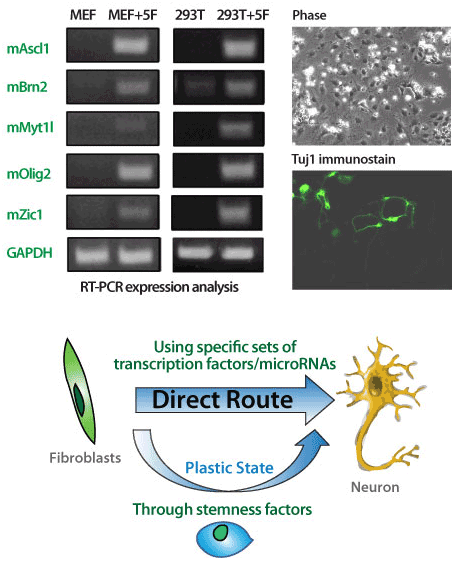 transcription factors